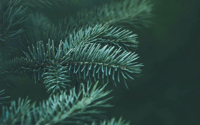 Ель голубая хвоинки