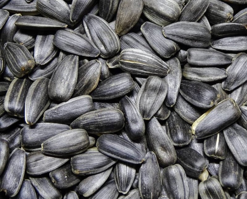 Жук семечка