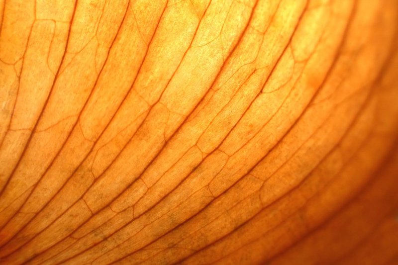 Луковица текстура