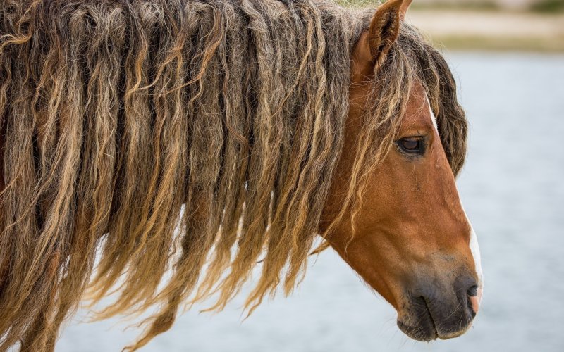 Морда лошади