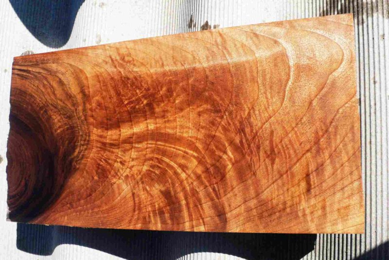 Сувель карагача