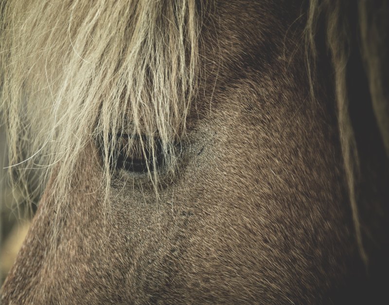 Шерсть лошади