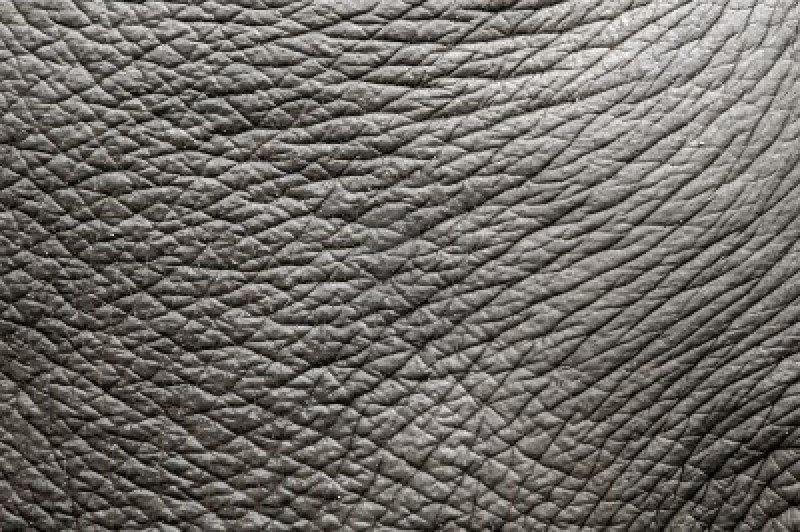 Слоновья кожа