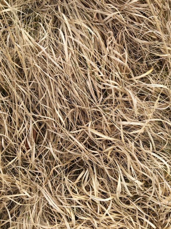 Текстура травы