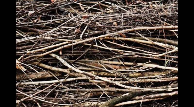 Сухие ветки