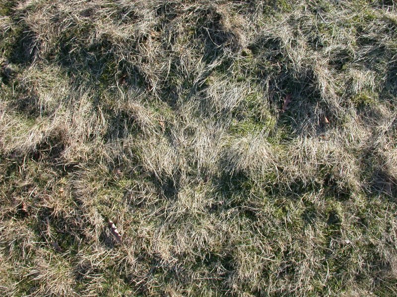 Текстура травы