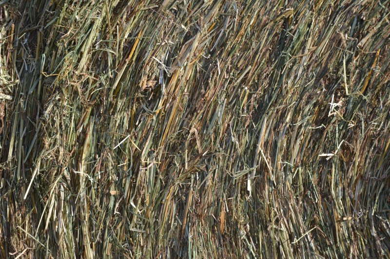 Камуфляж камыш Осока