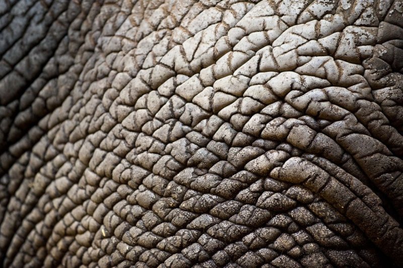 Кожа динозавра