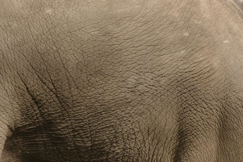 Фактура кожи слона