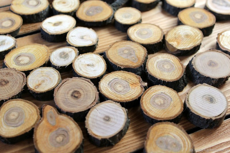 Спил абрикосового дерева