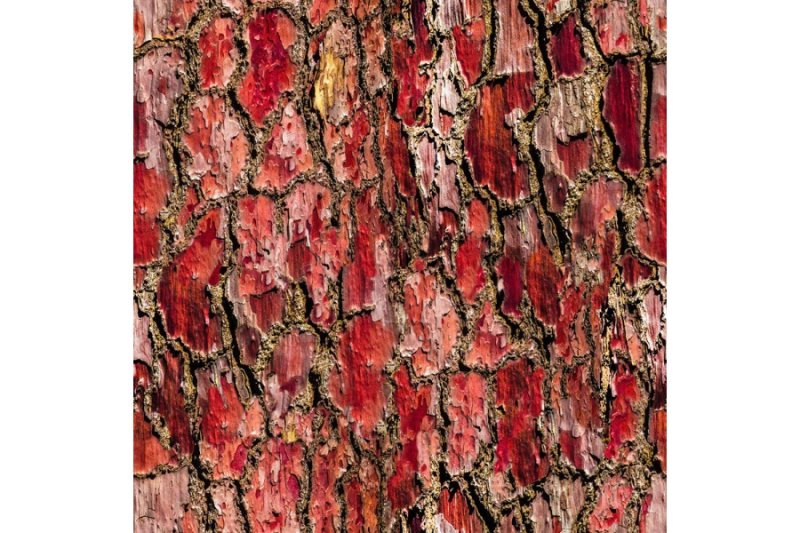 Кора дерева