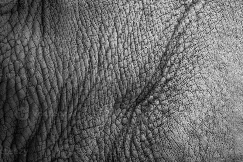 Фактура кожи слона