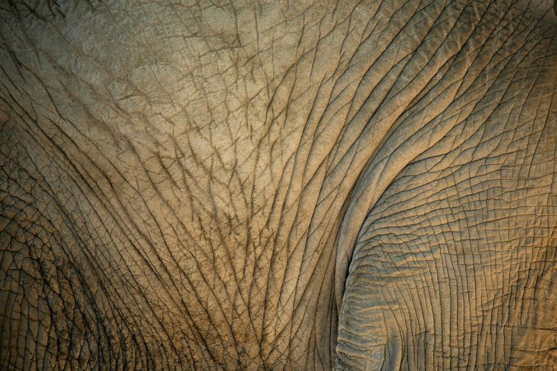 Слоновья кожа