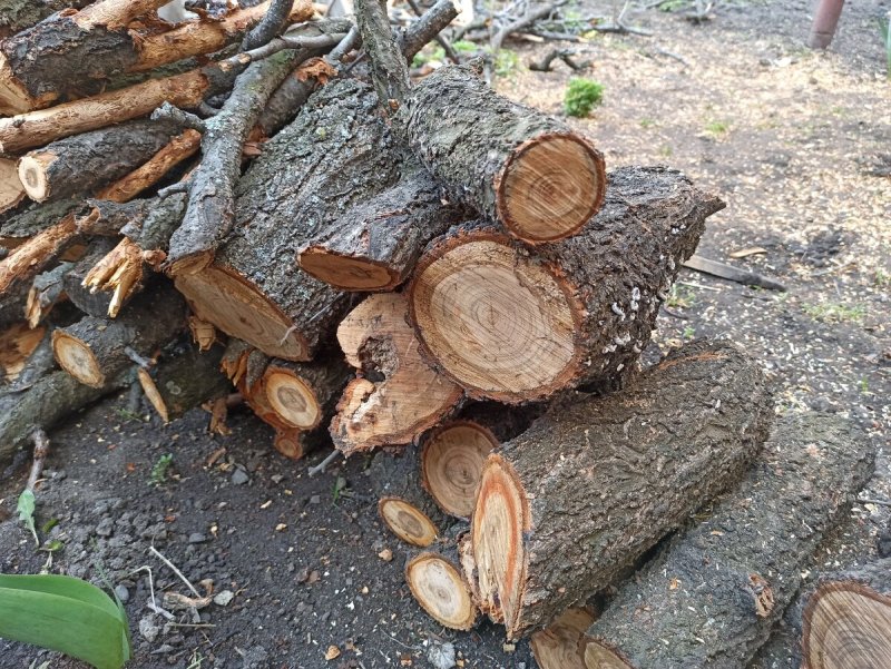 Спил абрикосового дерева