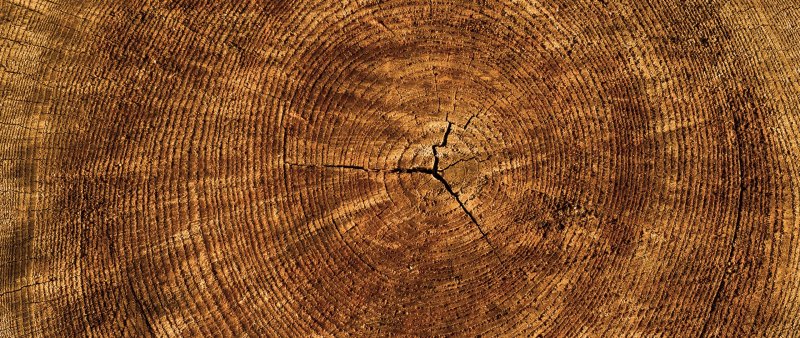 Текстура дерева