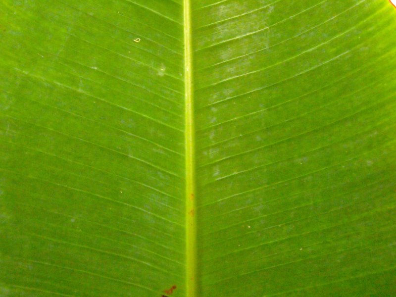 Банановые листья