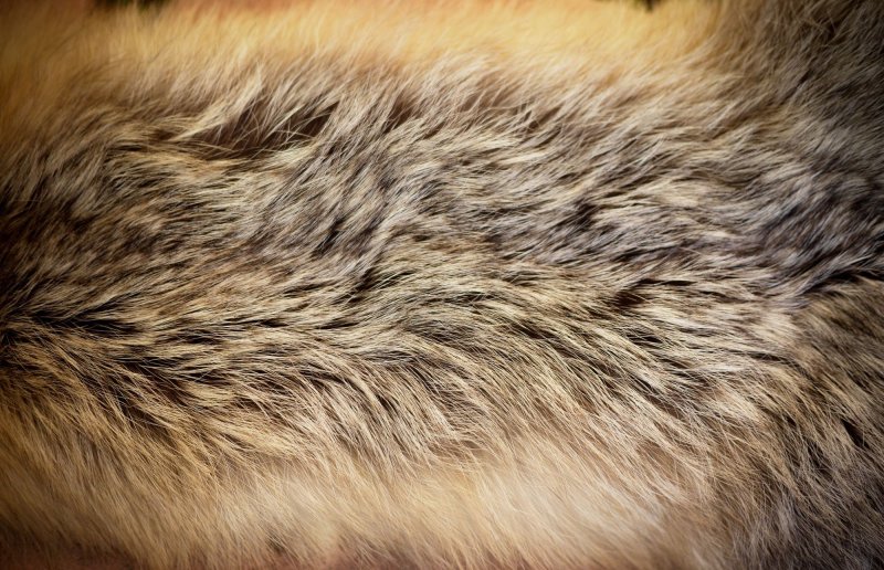 Мех волка