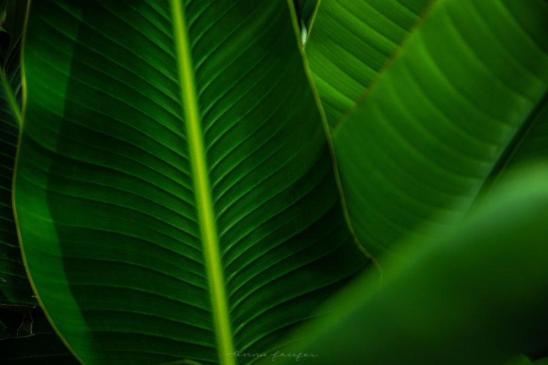 Экзотические листья