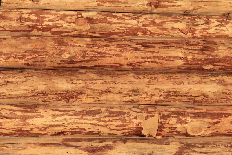 Текстура бревна