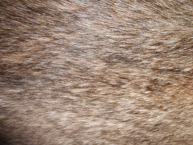 Текстура короткой шерсти