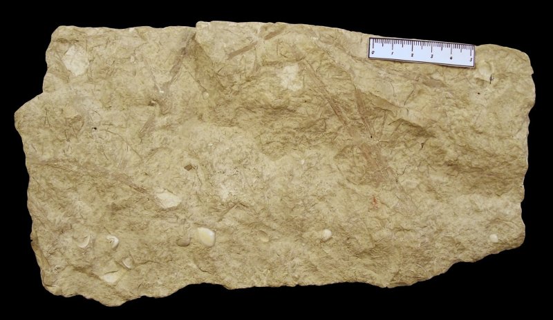 Известняк ракушечник Горная порода