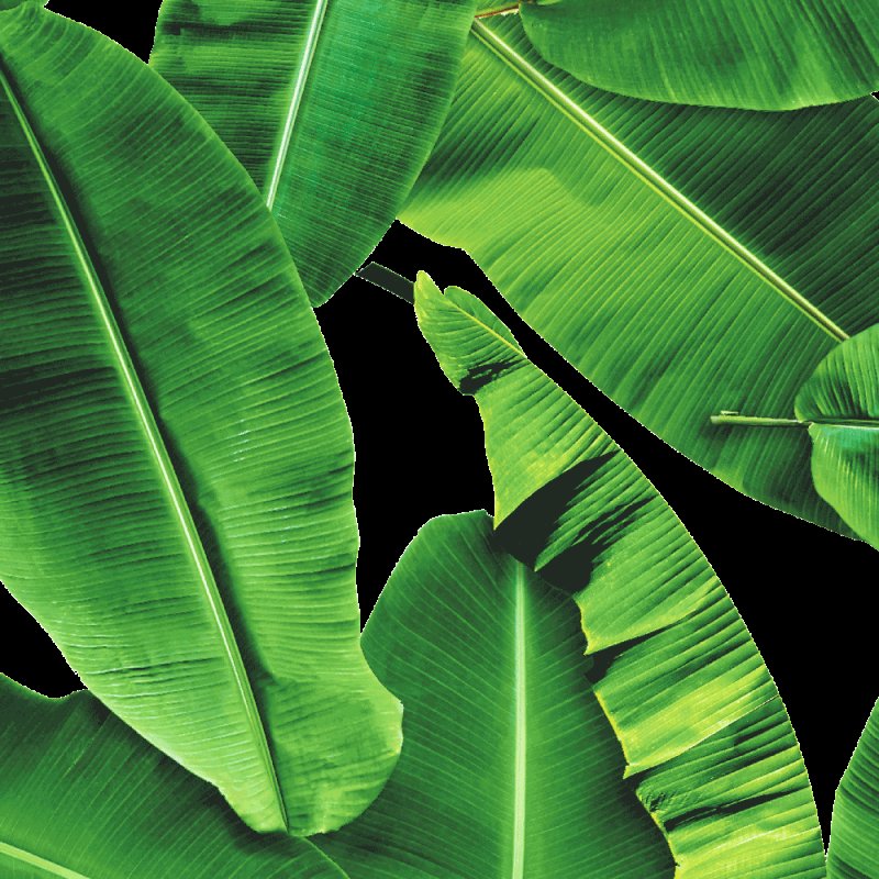 Листья бананового дерева