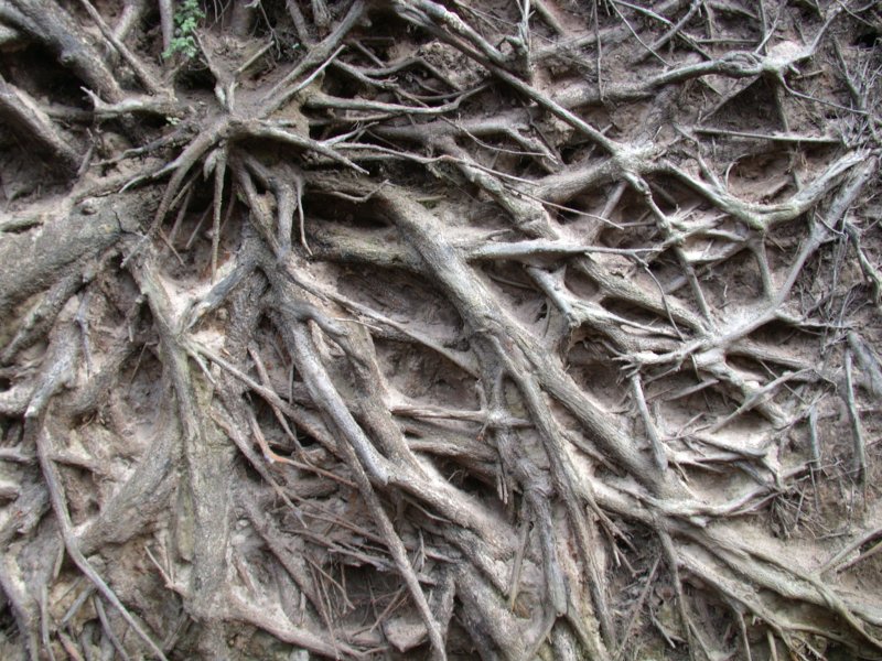 Корни дерева