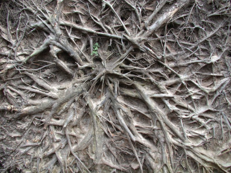 Корни дерева