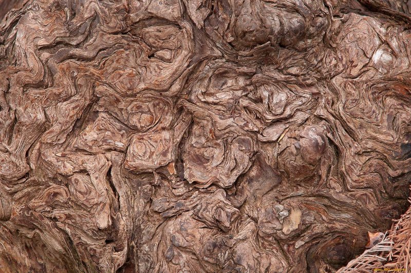 Текстура древесной коры