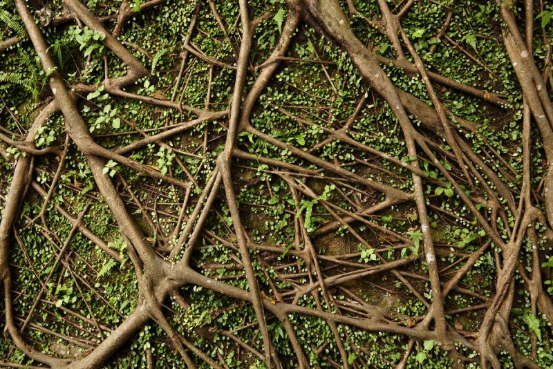 Корень дерева текстура