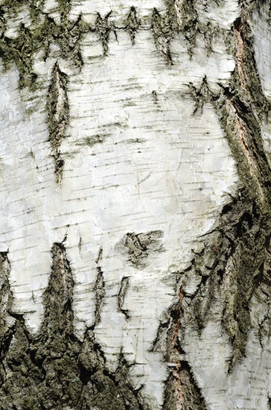 Ствол березы