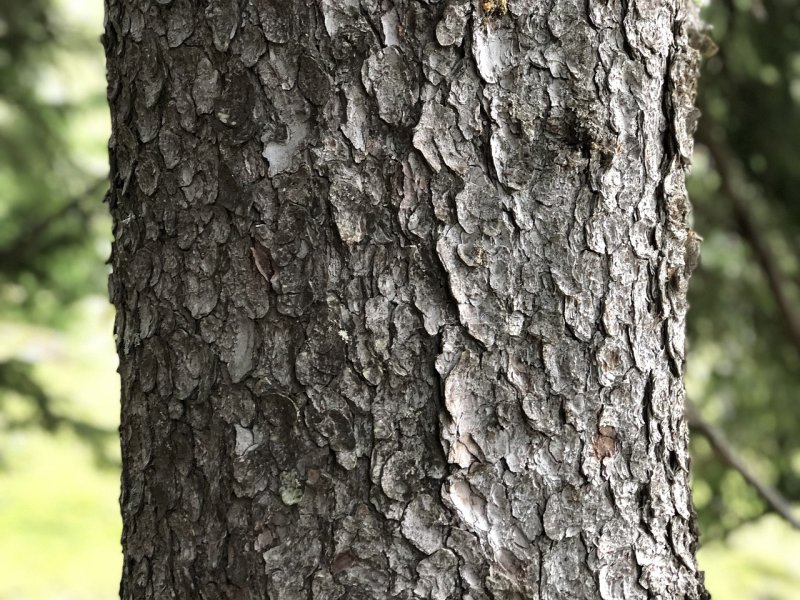 Текстура ствола дерева