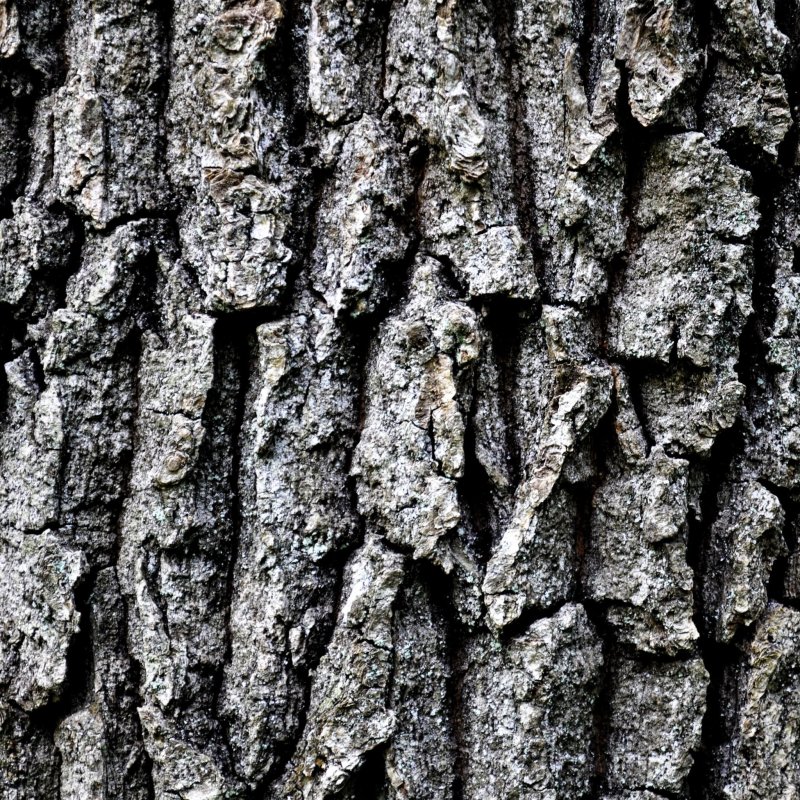 Кора дерева