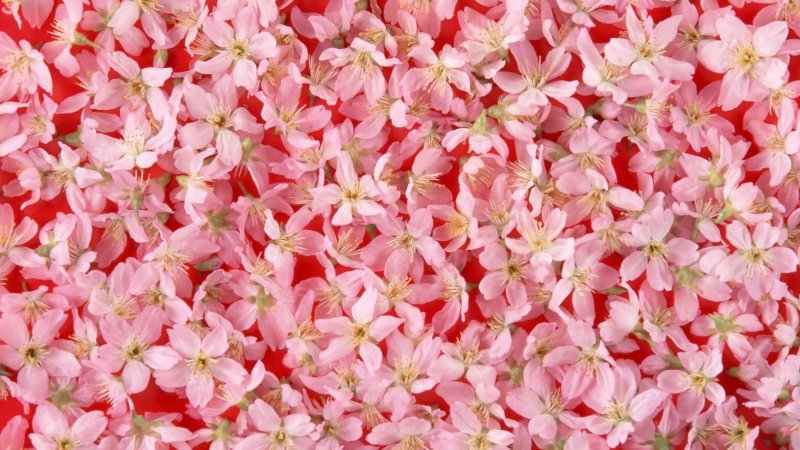 Мелкие цветы