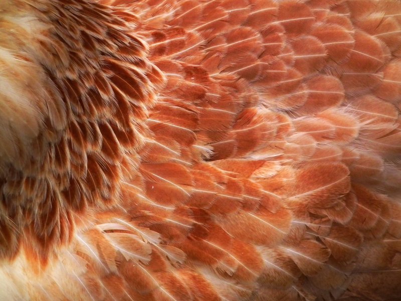 Куриное перо