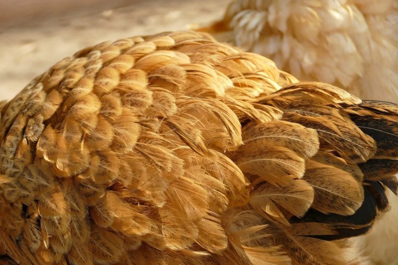 Коричневые перья