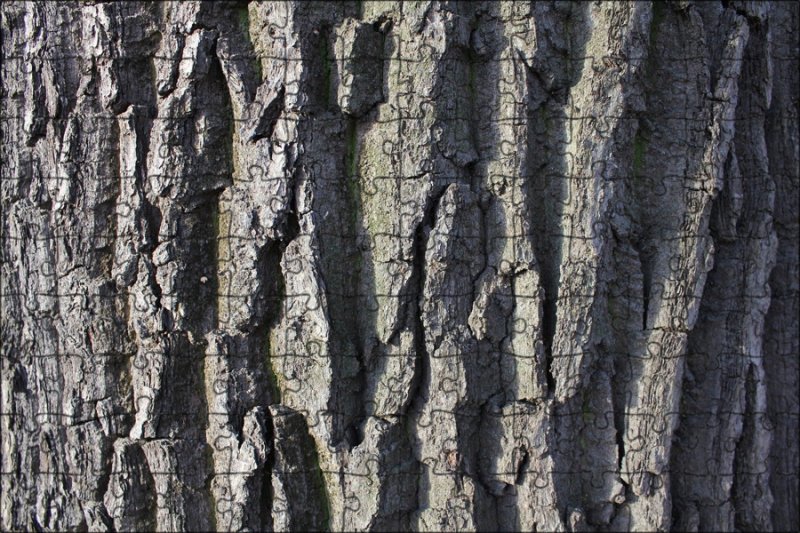 Акация дерево кора