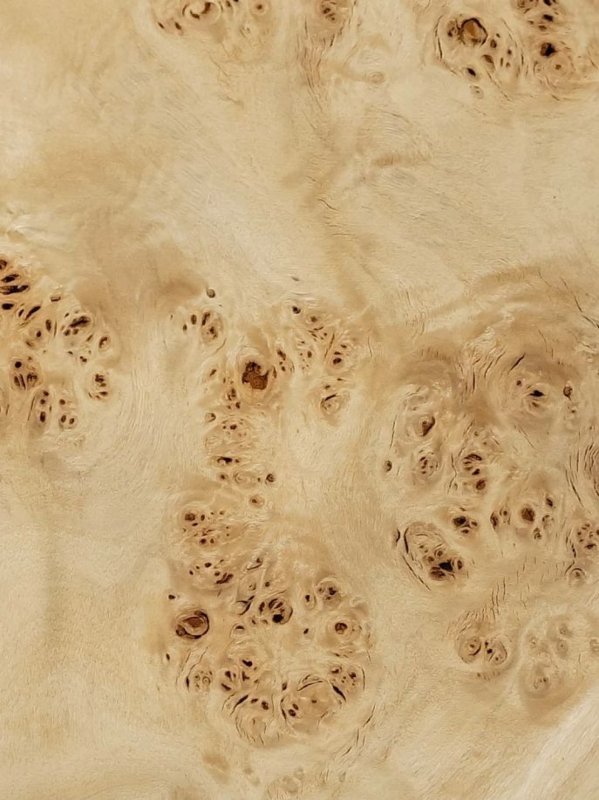 Корень тополя шпон