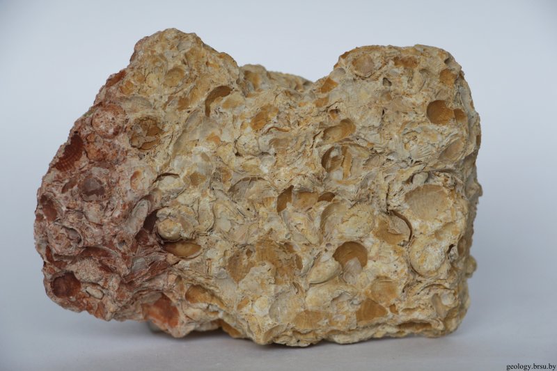 Ракушечник Горная порода