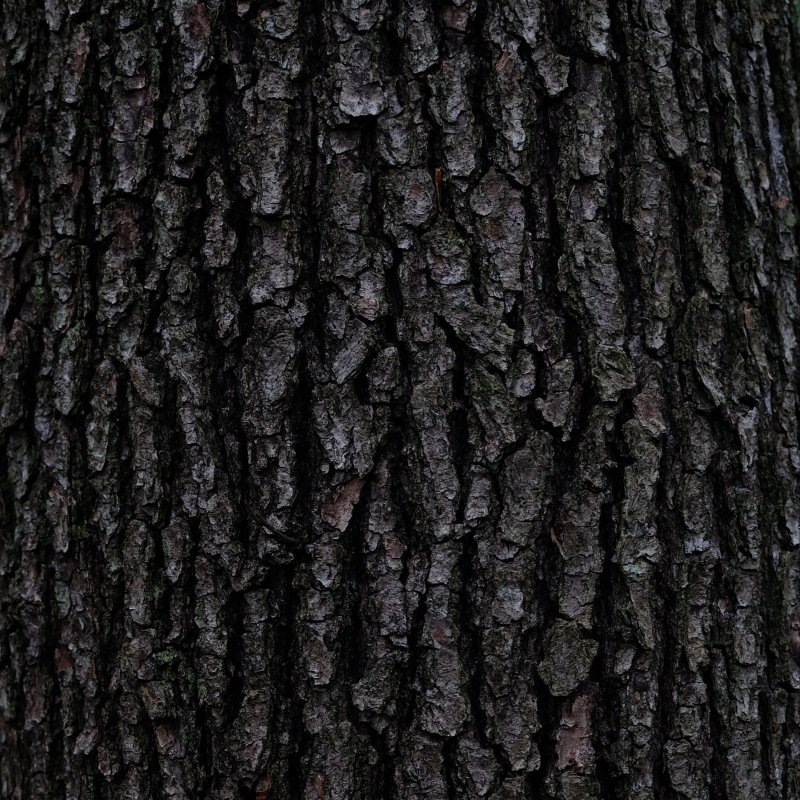 Кора дерева