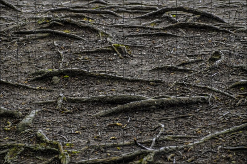 Фактура растений