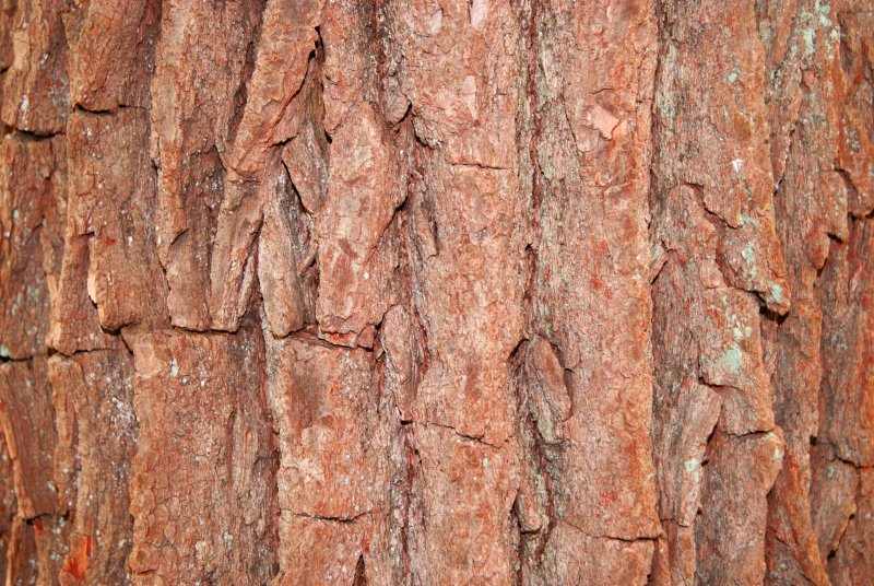 Сибирская лиственница кора