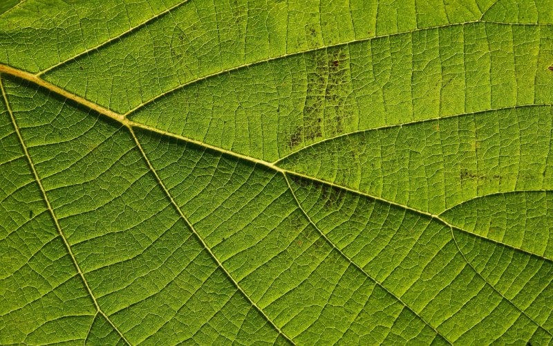 Зеленый лист макро