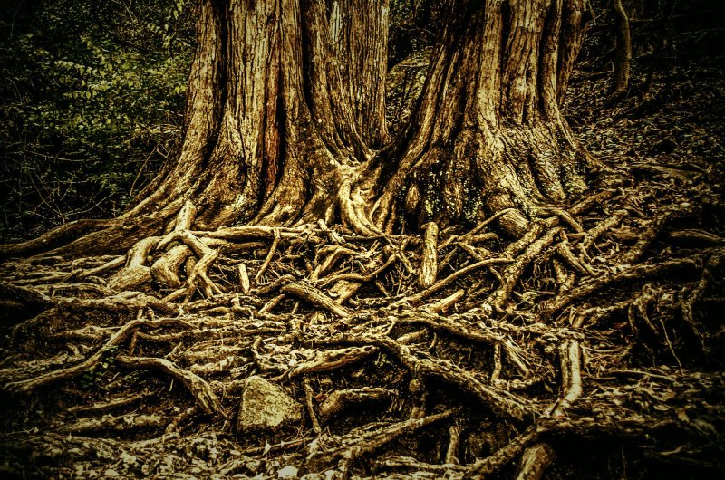 Красивое дерево с корнями