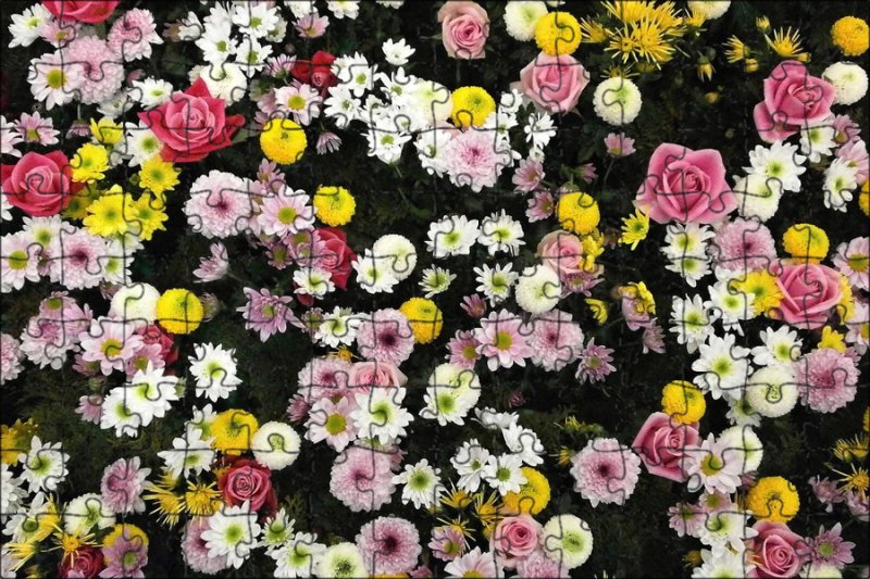 Хризантема Роуз Гарден