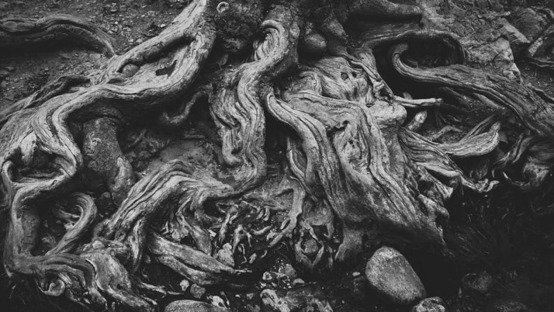Обугленные корни деревьев