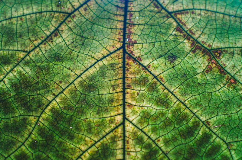Текстура листа