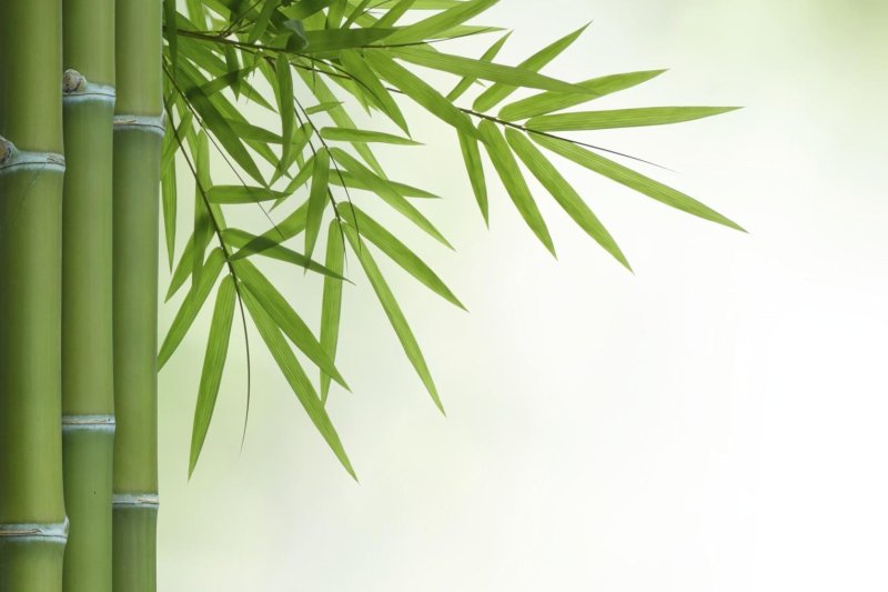 Серебристый бамбук, Bamboo Green, Bambusgruen