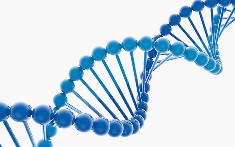 Цепочка ДНК