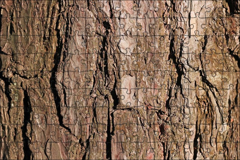 Бороздчатая кора